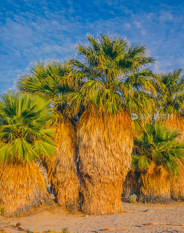 Anza Borrego沙漠国家公园的沙漠之泉，加利福尼亚州(P)
